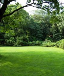 TRees in a garden