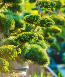 Topiary Art Garden Plants. Beautiful Shaped Decorative Garden Plants in Sunset Light.
