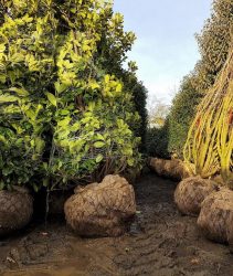 root-balls