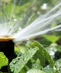 watering garden