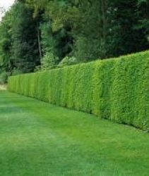yew hedging